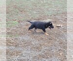 Small Photo #6 German Shepherd Dog Puppy For Sale in DURANGO, CO, USA