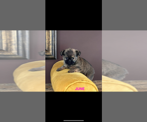 Brussels Griffon Puppy for sale in NILES, MI, USA