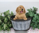 Small Photo #1 Golden Retriever Puppy For Sale in THORP, WI, USA