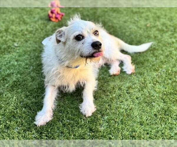 Medium Photo #2 Mutt Puppy For Sale in Moreno Valley, CA, USA