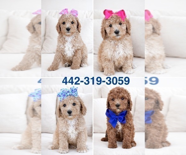 Medium Photo #2 Goldendoodle Puppy For Sale in HESPERIA, CA, USA