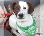 Small #5 Labrador Retriever Mix