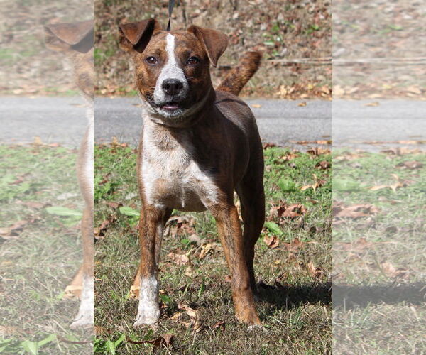 Medium Photo #2 Red Heeler-Unknown Mix Puppy For Sale in Prattville, AL, USA