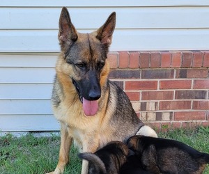 Mother of the German Shepherd Dog puppies born on 11/28/2022