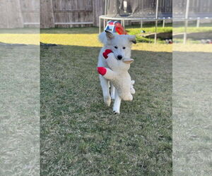 Great Pyrenees-Unknown Mix Dogs for adoption in Houston, TX, USA