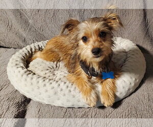 Mutt Dogs for adoption in Fresno, CA, USA