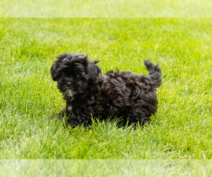 Shih-Poo Puppy for sale in NAPPANEE, IN, USA