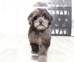 Small Photo #2 ShihPoo Puppy For Sale in MARIETTA, GA, USA