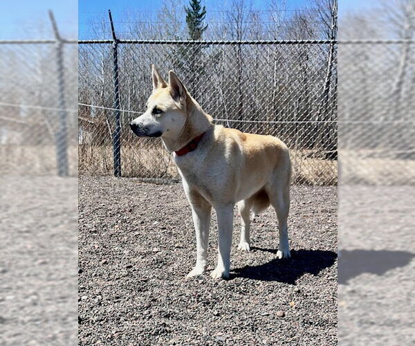 Medium Photo #10 Akita-Unknown Mix Puppy For Sale in Webster, WI, USA