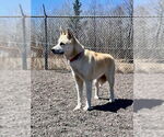 Small #9 Akita Mix