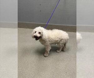 Poodle (Miniature)-Unknown Mix Dogs for adoption in Las Vegas, NV, USA