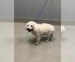 Small Poodle (Miniature) Mix