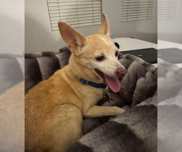 Medium Photo #2 Chihuahua Puppy For Sale in San Diego, CA, USA