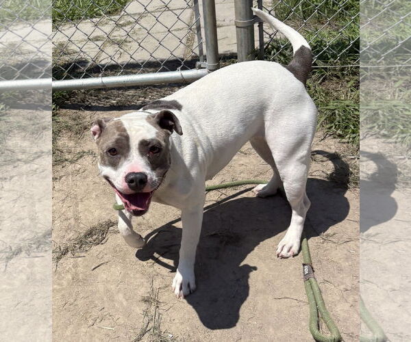 Medium Photo #4 American Pit Bull Terrier-Unknown Mix Puppy For Sale in Virginia Beach, VA, USA