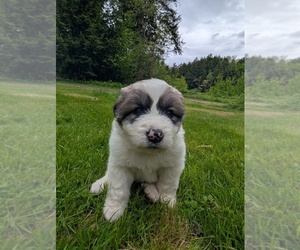 Great Pyrenees Puppy for sale in CHARLESTOWN, NH, USA