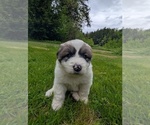 Small Great Pyrenees