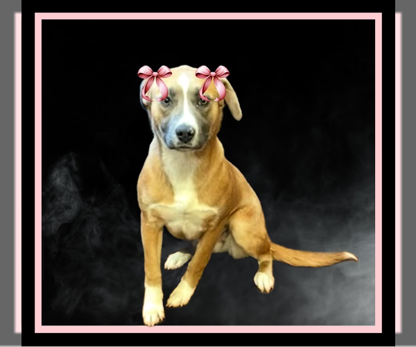 Medium Photo #4 Borador Puppy For Sale in Mt. Laurel, NJ, USA