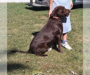 Father of the Labrador Retriever puppies born on 04/26/2023