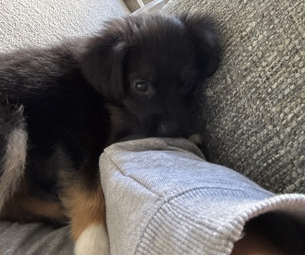 Medium Photo #1 Miniature Australian Shepherd Puppy For Sale in CLARKSVILLE, TN, USA