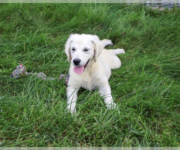 Medium Photo #3 Golden Retriever Puppy For Sale in SYRACUSE, IN, USA