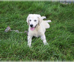 Small #2 Golden Retriever
