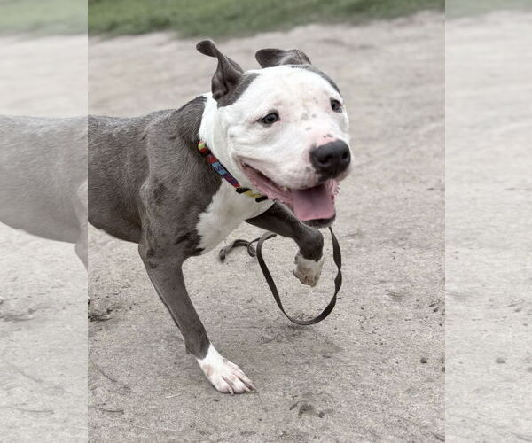 Medium Photo #4 American Pit Bull Terrier-Unknown Mix Puppy For Sale in Virginia Beach, VA, USA