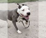 Small #3 American Pit Bull Terrier Mix