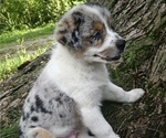 Small #4 Australian Shepherd