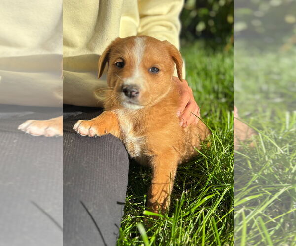 Medium Photo #2 Mutt Puppy For Sale in Laramie, WY, USA