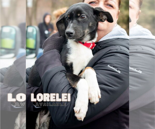 Medium Photo #4 Borador Puppy For Sale in Oakhurst, NJ, USA