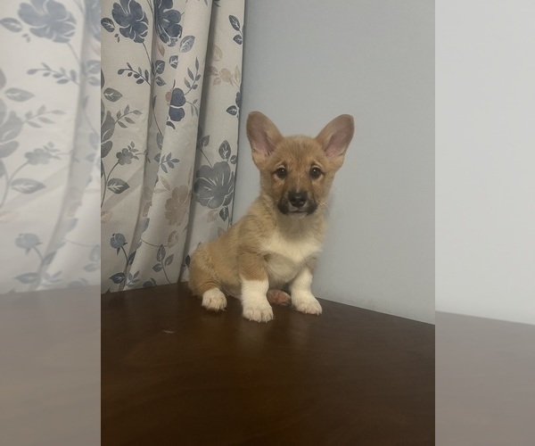 Medium Photo #19 Pembroke Welsh Corgi Puppy For Sale in DURHAM, CT, USA