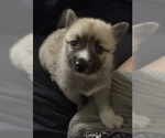 Small #34 Pomsky
