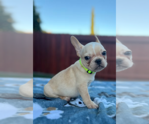 French Bulldog Puppy for sale in SACRAMENTO, CA, USA