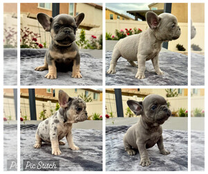 French Bulldog Puppy for Sale in ONTARIO, California USA