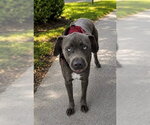 Small #1 Staffordshire Bull Terrier Mix