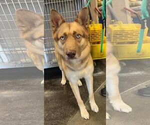 Owen- In Foster - Male Siberian Husky-Unknown Mix Dog for Adoption - Photo #4