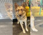 Small Photo #4 Siberian Husky-Unknown Mix Puppy For Sale in Rockwall, TX, USA