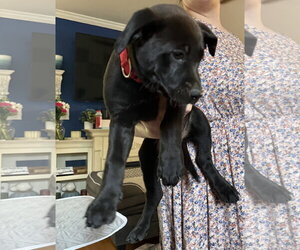 Labrador Retriever-Unknown Mix Dogs for adoption in Garner, NC, USA