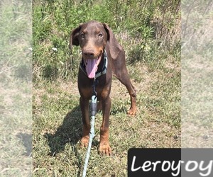 Doberman Pinscher Puppy for sale in POMEROY, OH, USA