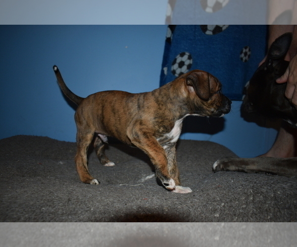 Medium Photo #14 American Bully Puppy For Sale in WILLOW SPRING, NC, USA