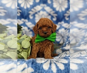 Goldendoodle (Miniature) Puppy for sale in COCHRANVILLE, PA, USA
