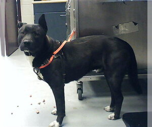 German Shepherd Dog-Unknown Mix Dogs for adoption in Fayetteville, NC, USA