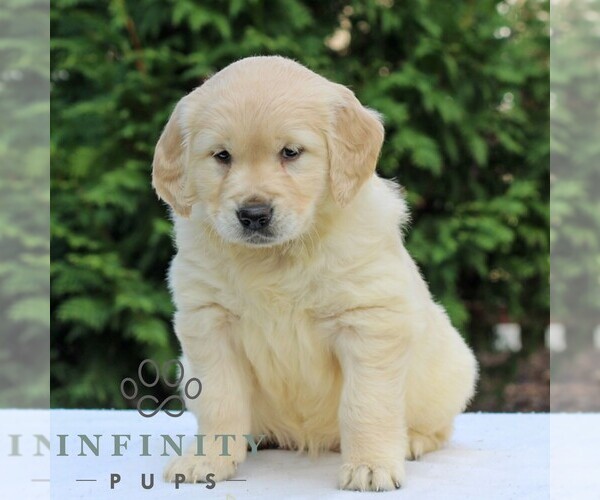 Medium Photo #1 Golden Retriever Puppy For Sale in MANHEIM, PA, USA