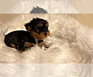 Yorkshire Terrier Puppy for sale in LOCUST GROVE, GA, USA