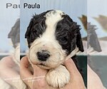 Puppy Paula Sheepadoodle