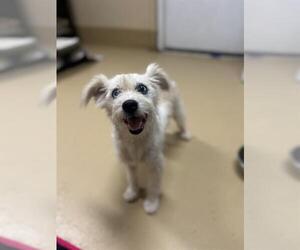 Mutt Dogs for adoption in Chula Vista, CA, USA