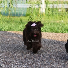 Mother of the Yorkshire Terrier puppies born on 09/15/2017