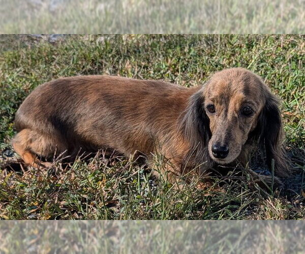 Medium Photo #2 Dachshund Puppy For Sale in Shelbyville, TN, USA