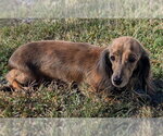 Small Photo #2 Dachshund Puppy For Sale in Shelbyville, TN, USA
