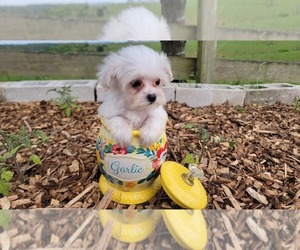 Maltipoo (Toy) Puppy for sale in BRANSON, MO, USA